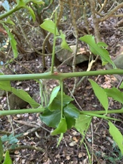Gymnosporia harveyana harveyana