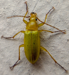 Cteniopus sulphureus
