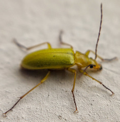 Cteniopus sulphureus