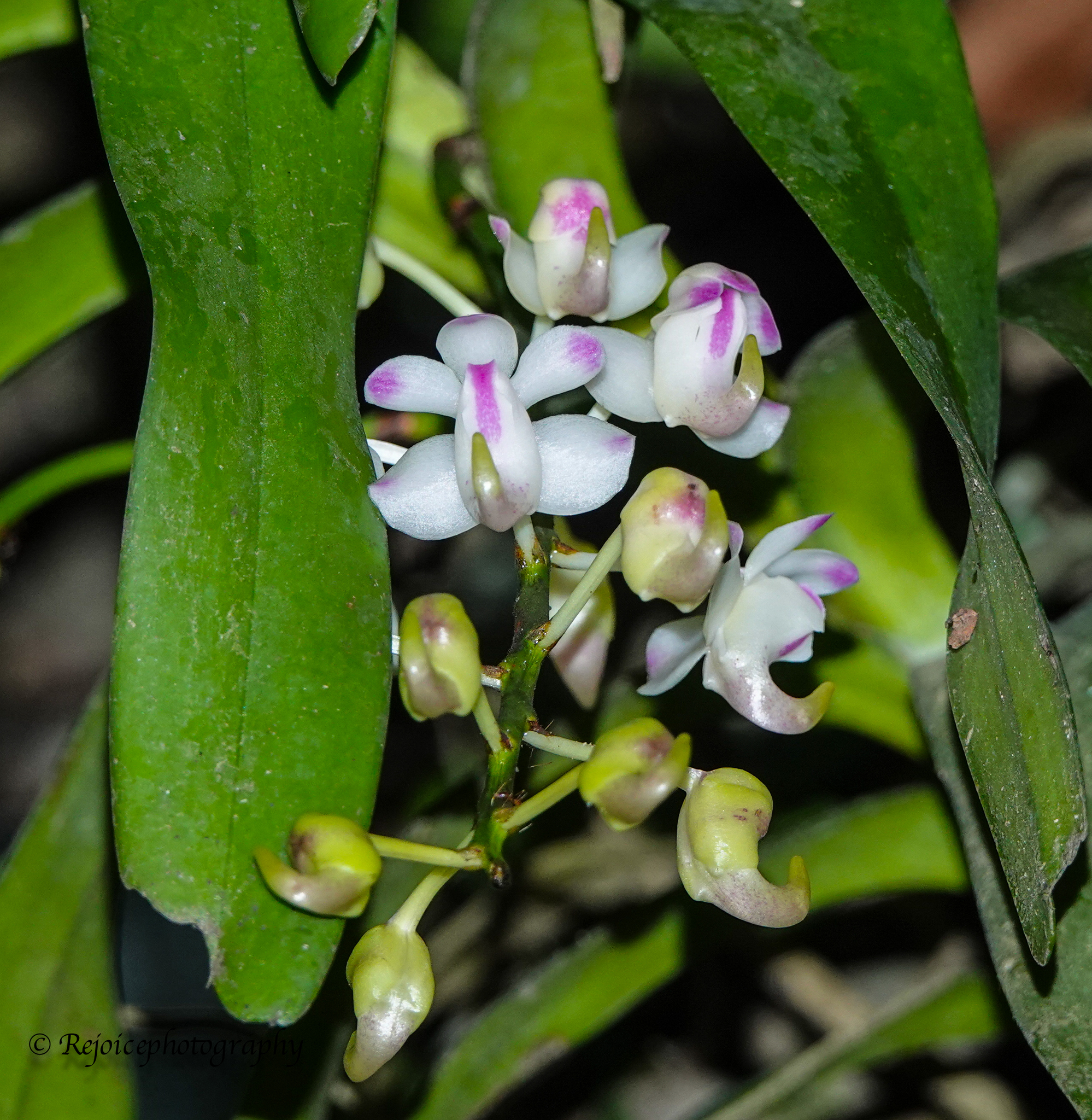 Aerides odorata Lour. 4