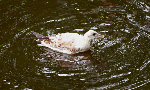 Mouette rieuse, jeune
