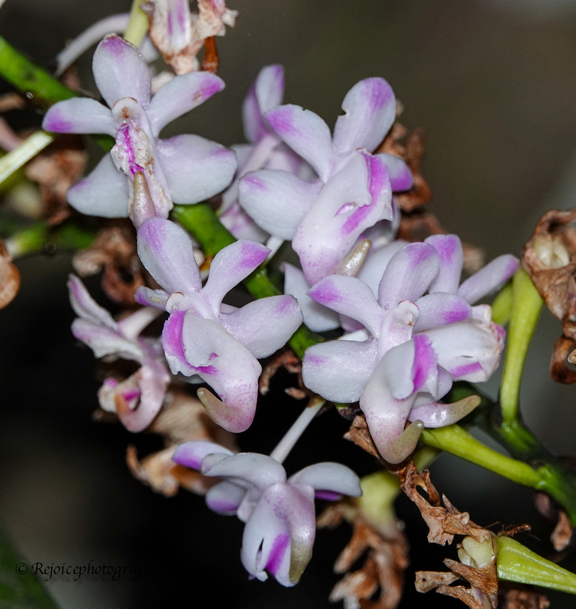 Aerides odorata Lour. 2