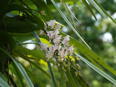 Aerides odorata