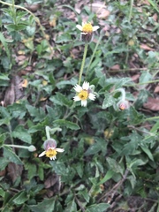 Tridax procumbens image