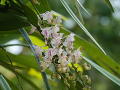 Aerides odorata