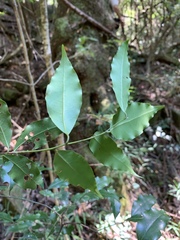 Cryptocarya transvaalensis