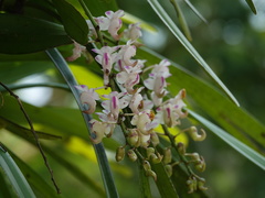 Aerides odorata