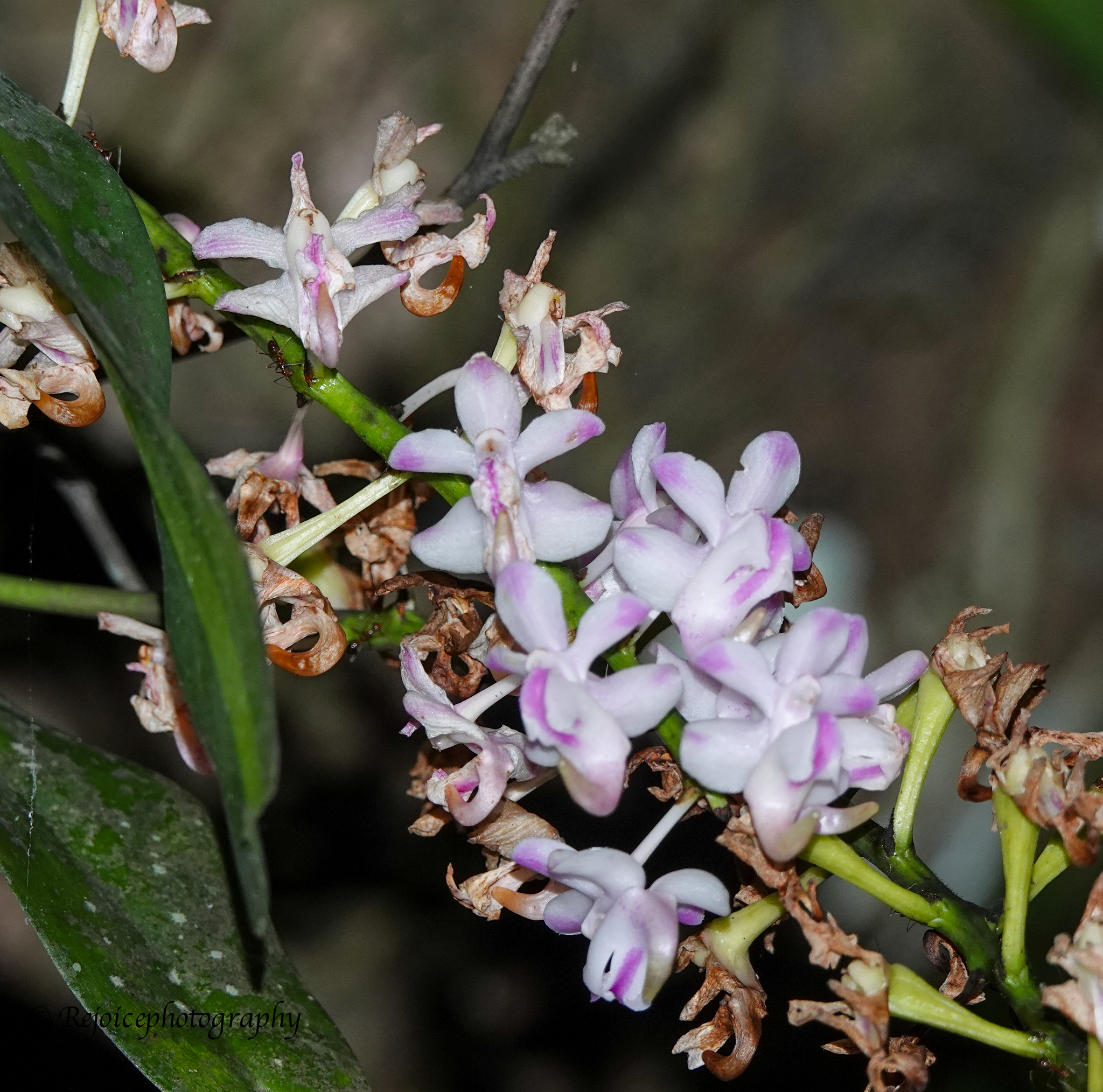 Aerides odorata Lour. 3