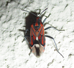 Haemobaphus concinnus