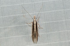 Trachydora centromela