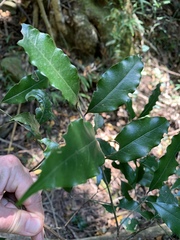 Cryptocarya transvaalensis