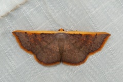 Picromorpha pyrrhopa