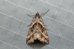 Dichromodes stilbiata