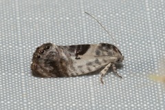 Eupselia carpocapsella