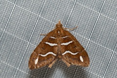 Chaetolopha niphosticha