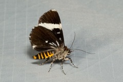 Coenotoca subaspersa