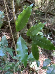 Cryptocarya transvaalensis