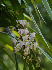 Aerides odorata