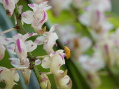 Aerides odorata