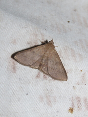 Hypospila bolinoides