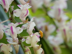 Aerides odorata