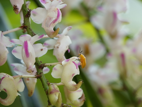 Image of Aerides odorata by (c) Rejoice Gassah, some rights reserved (CC BY)