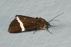 Coenotoca subaspersa