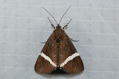 Coenotoca subaspersa