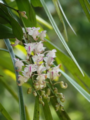 Aerides odorata