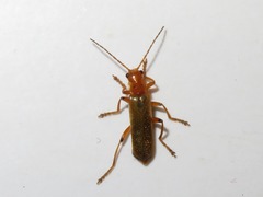 Cantharis cryptica