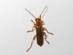 Cantharis cryptica