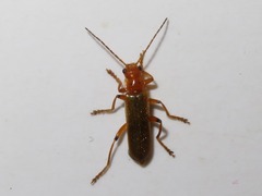 Cantharis cryptica