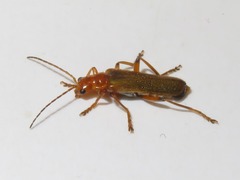 Cantharis cryptica