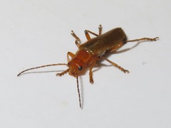 Cantharis cryptica