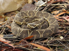 Bothrops alternatus