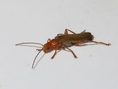 Cantharis cryptica