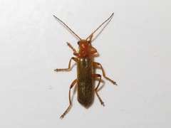 Cantharis cryptica