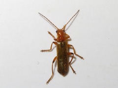Cantharis cryptica