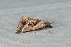 Dichromodes stilbiata