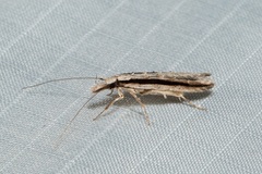 Trachydora centromela