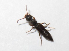 Rugilus rufipes