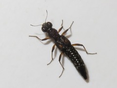 Stenus bimaculatus