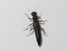 Stenus bimaculatus
