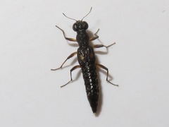 Stenus bimaculatus