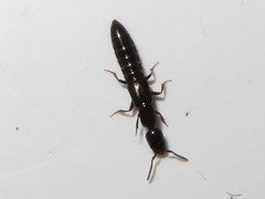 Xantholinus longiventris