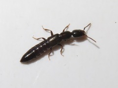 Xantholinus longiventris
