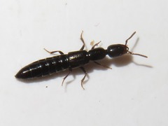 Xantholinus longiventris