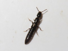 Xantholinus longiventris