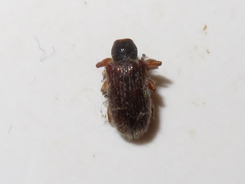 Brown Leaf Weevil, Leidschendam, Nederland, photo 5 of 10