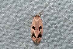 Acanthodela erythrosema